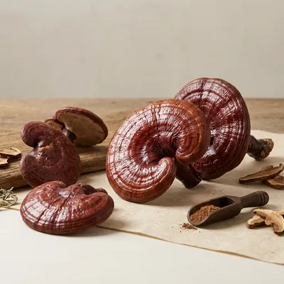 Reishi / Ganoderma lucidum (owocniki)